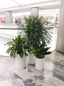 速看!宁波奉化植物出租方案,点亮别样环境